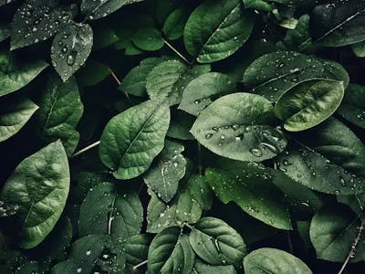 Centella Asiatica ingrediente Eslow Age per luminosità pelle
